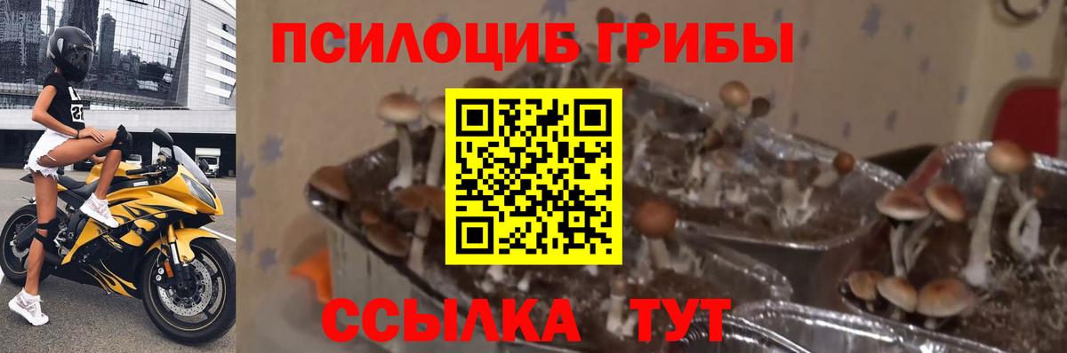 Владимир  Галлюциногенные грибы Magic Shrooms  купить  цена  Вход с VPN 